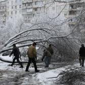 поваленные деревья