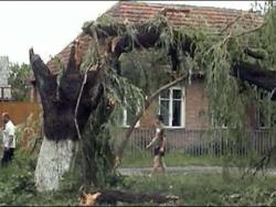 поваленное дерево